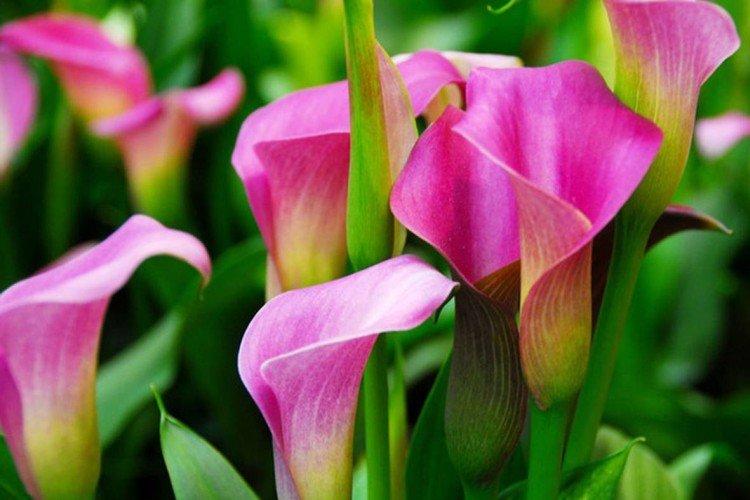 Callas - photo Callas - photo