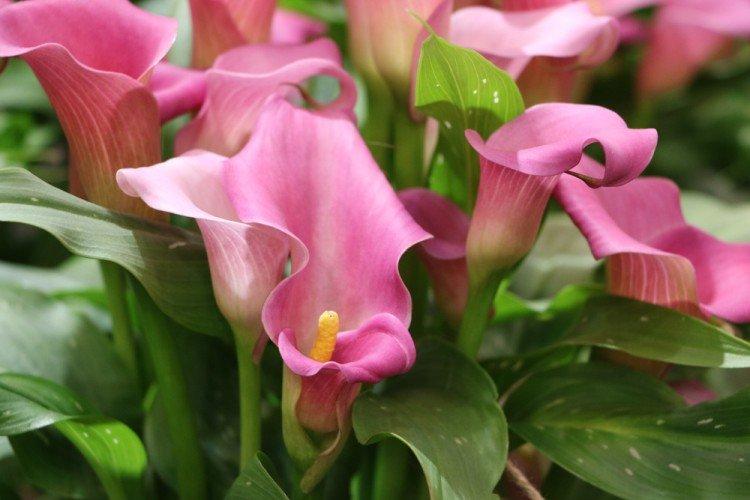 Callas - photo Callas - photo