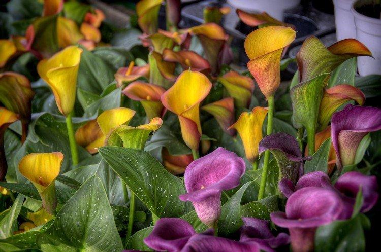 Callas - photo Callas - photo