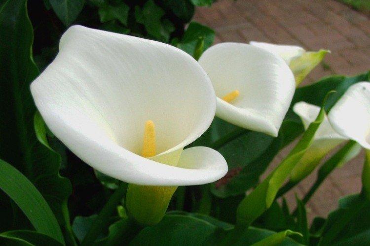 Ethiopian calla Ethiopian calla
