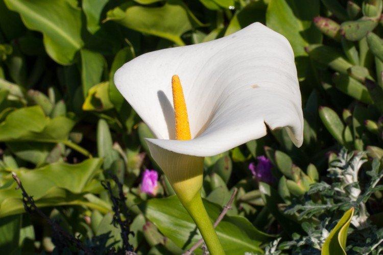 Callas - photo Callas - photo