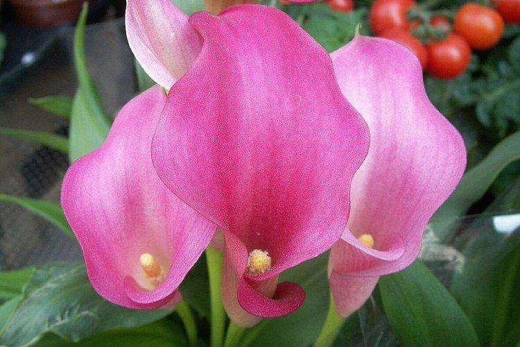 Callas - photo Callas - photo