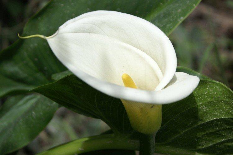 Callas - photo Callas - photo