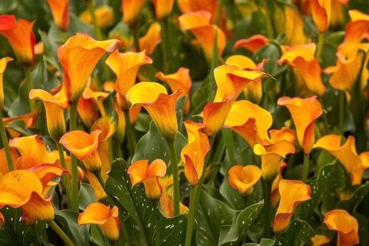 Callas - photo Callas - photo