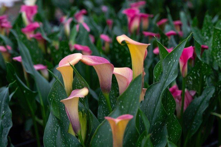 Callas - photo Callas - photo