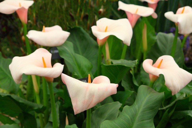Callas - photo Callas - photo