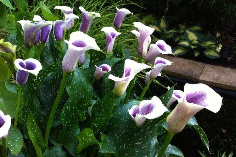 Callas - photo Callas - photo