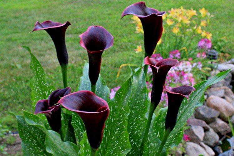 Callas - photo Callas - photo