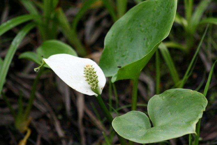 Marsh calla Marsh calla