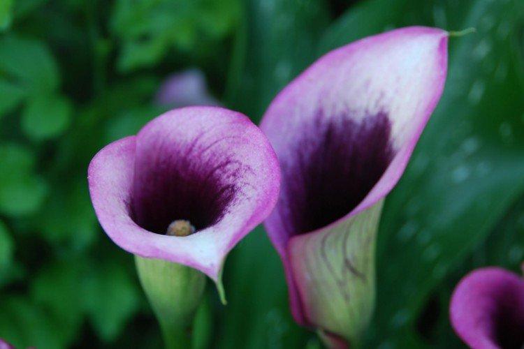Callas - photo Callas - photo