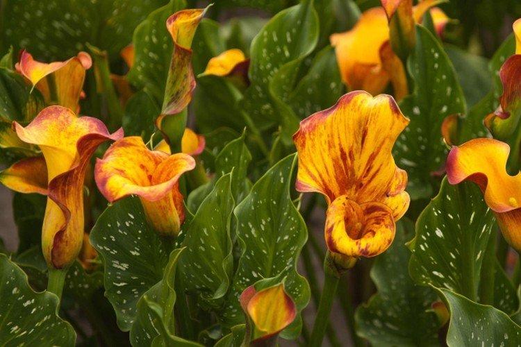 Callas - photo Callas - photo