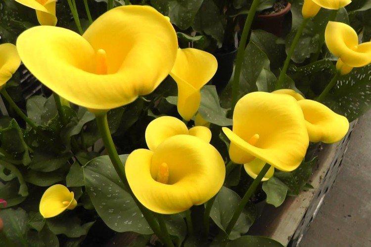 Callas - photo Callas - photo