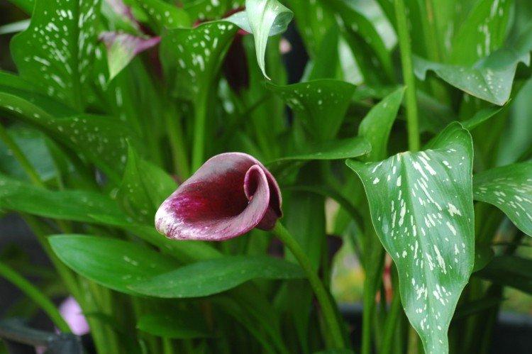 Callas - photo Callas - photo