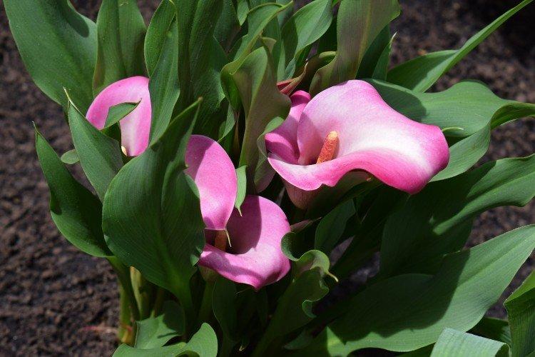 Callas - photo Callas - photo