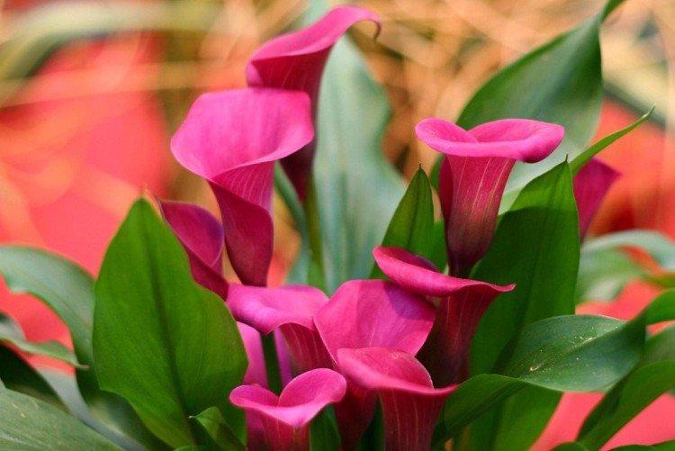 Callas - photo Callas - photo