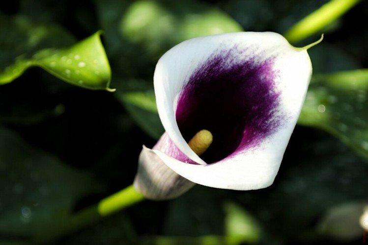 Callas - photo Callas - photo
