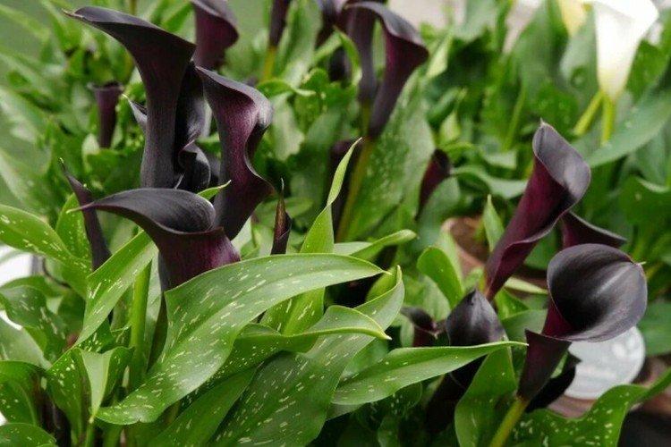 Callas - photo Callas - photo