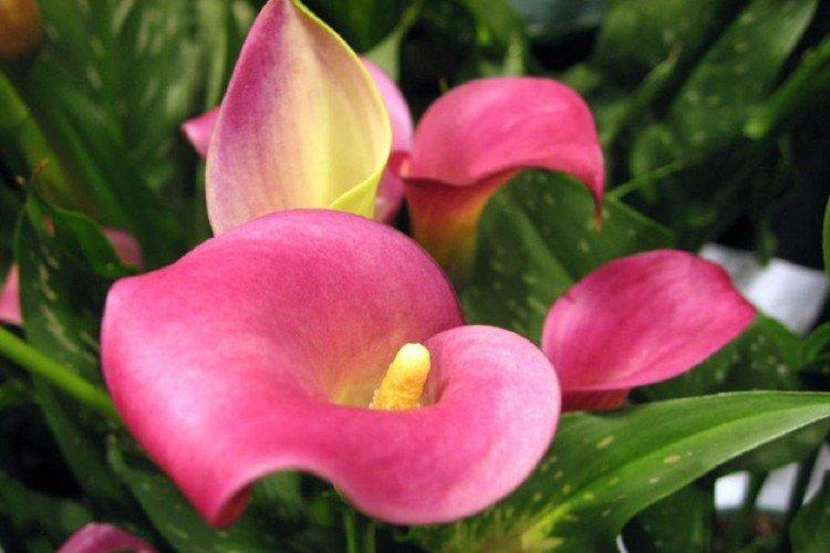 Callas - photo Callas - photo