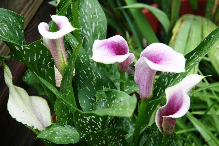 Callas - photo Callas - photo