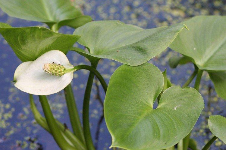 Callas - photo Callas - photo