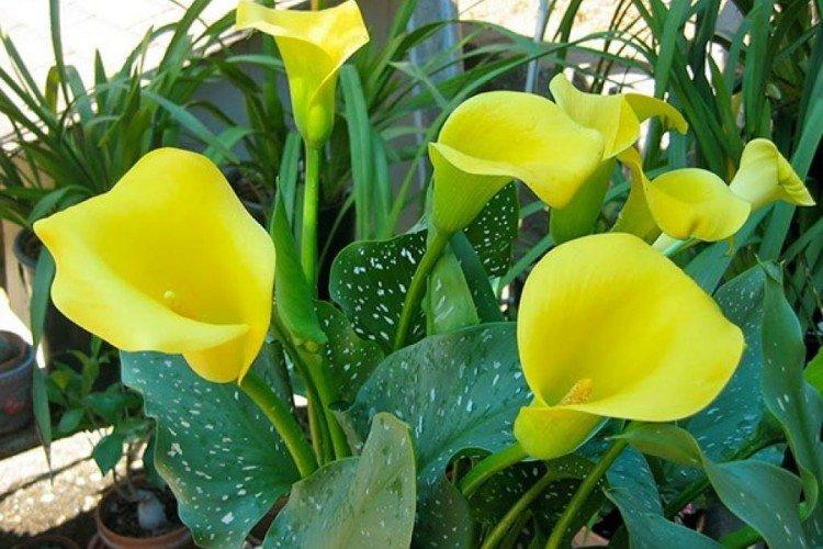 Calla Elliott Calla Elliott