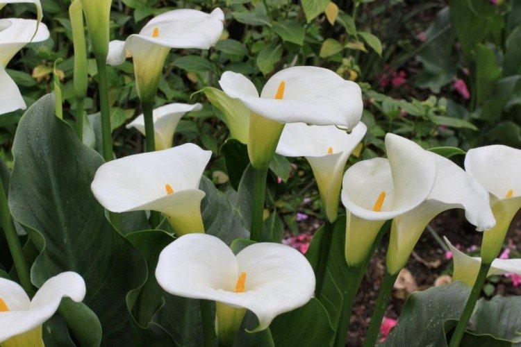 Scented calla Scented calla