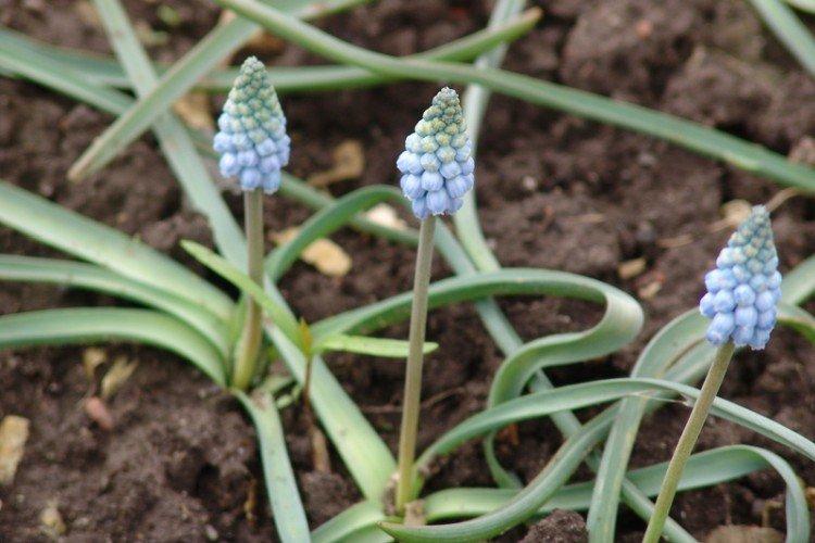 Škodcovia a choroby muscari Škodcovia a choroby muscari