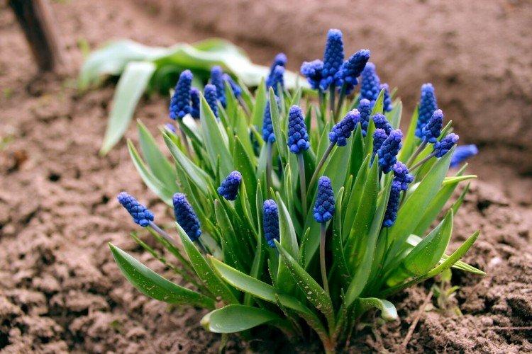 Muscari - foto Muscari - foto