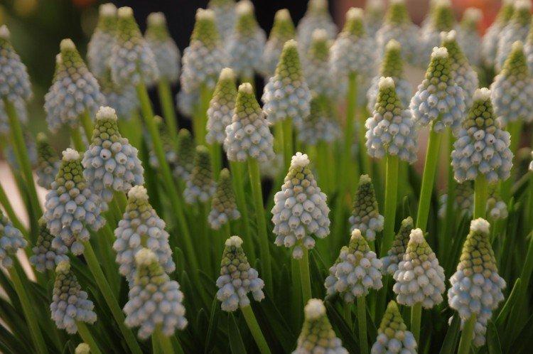 Muscari - foto Muscari - foto