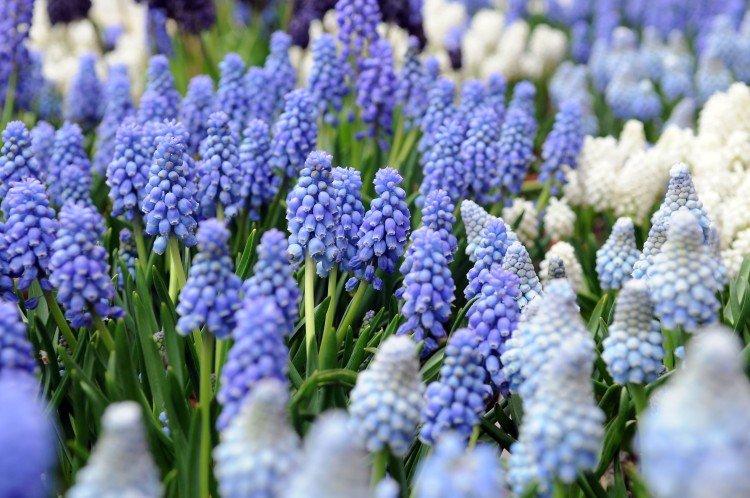 Muscari - foto Muscari - foto