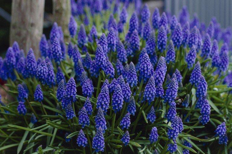 Arménske muscari Arménske muscari