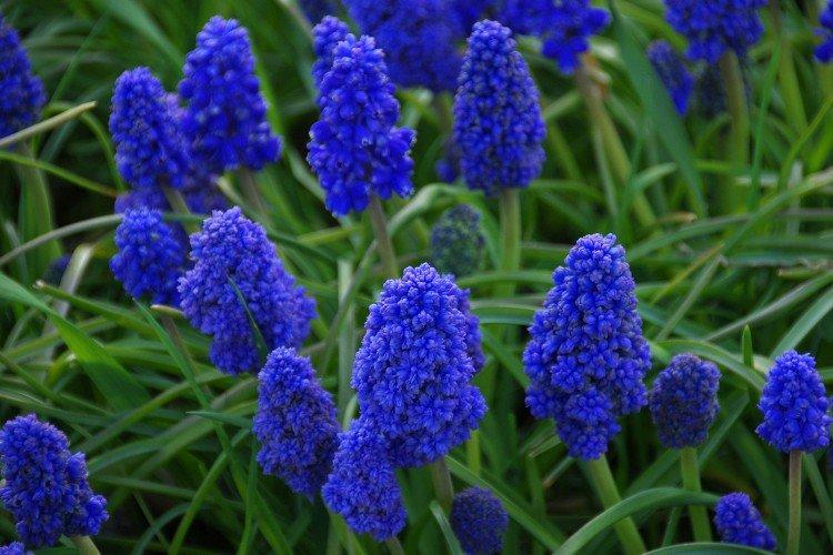 Muscari - foto Muscari - foto