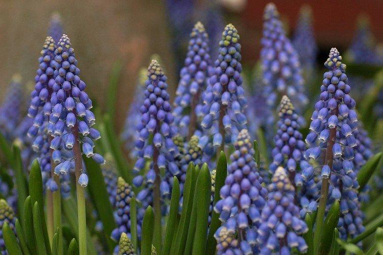 Muscari - foto Muscari - foto