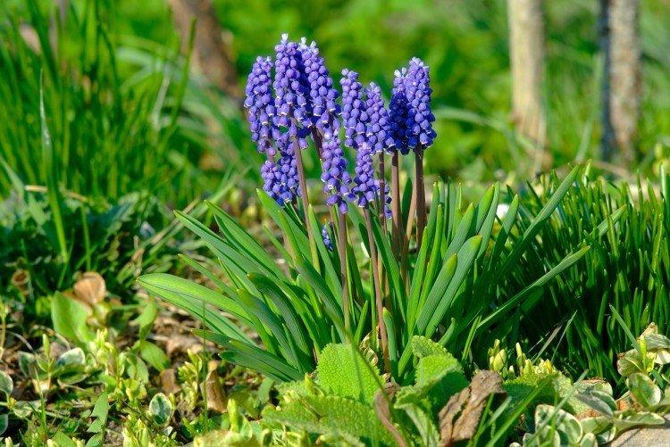 Muscari - foto Muscari - foto