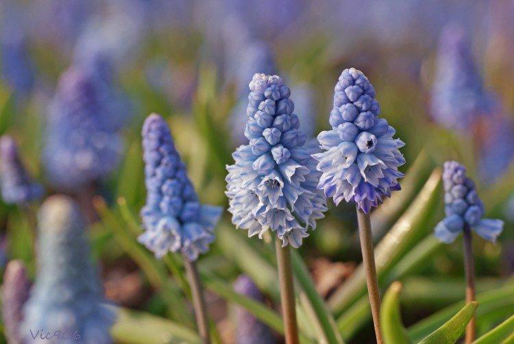 Muscari - foto Muscari - foto
