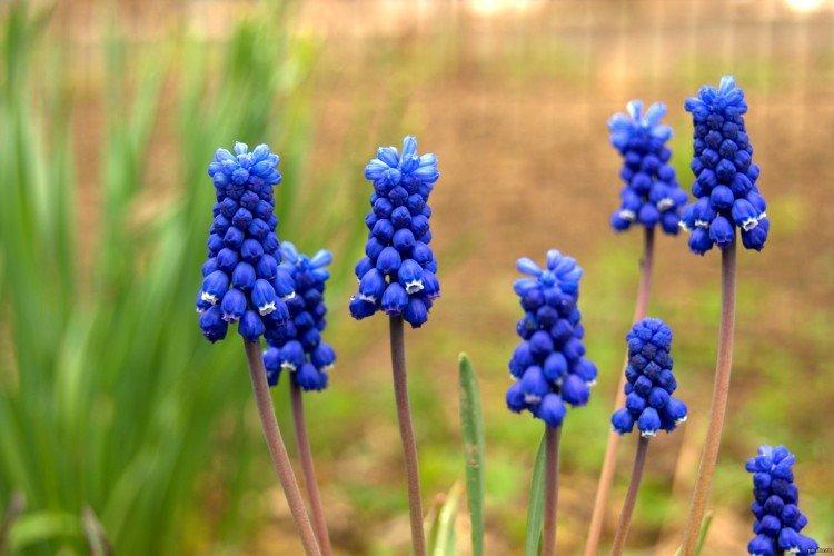 Muscari - foto Muscari - foto