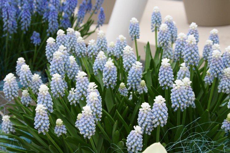 Muscari - foto Muscari - foto