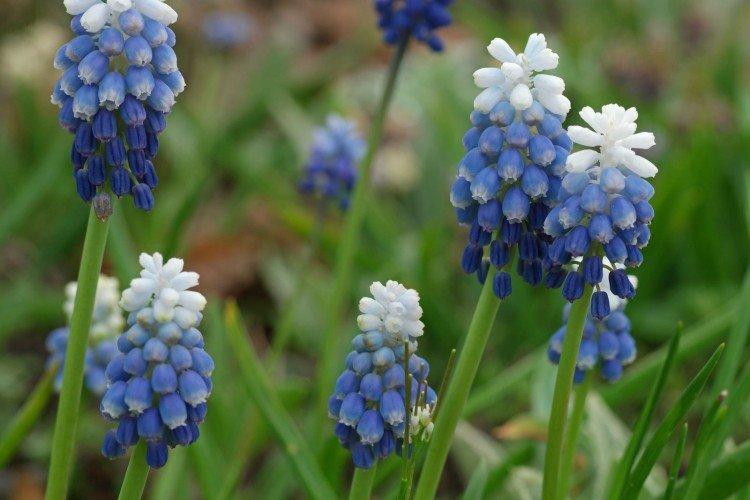 Muscari - foto Muscari - foto