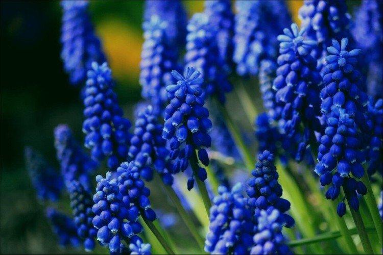 Pekný muscari Pekný muscari