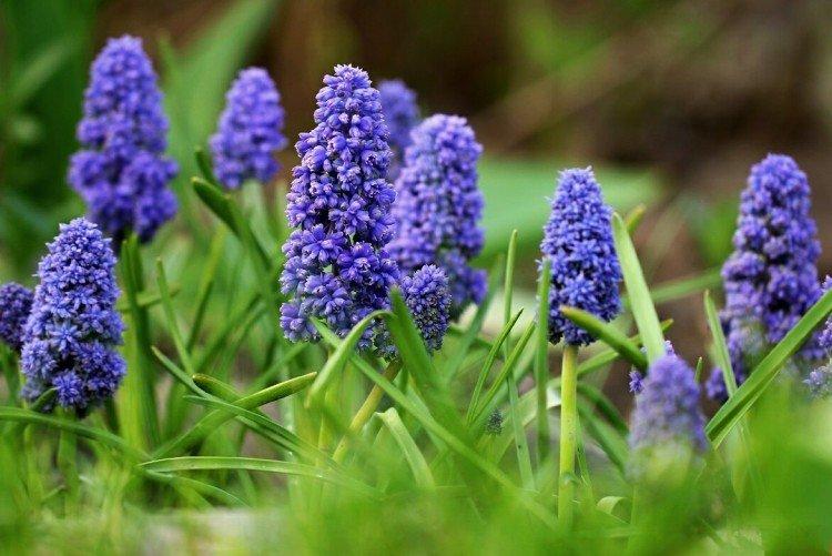 Muscari - foto Muscari - foto