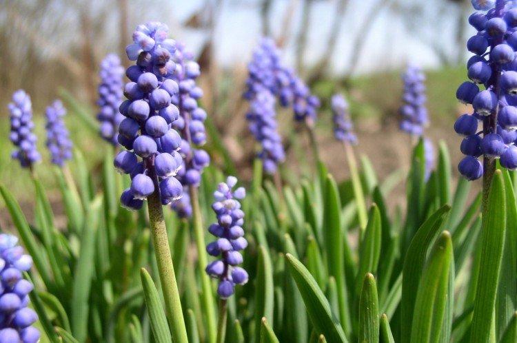Muscari - foto Muscari - foto