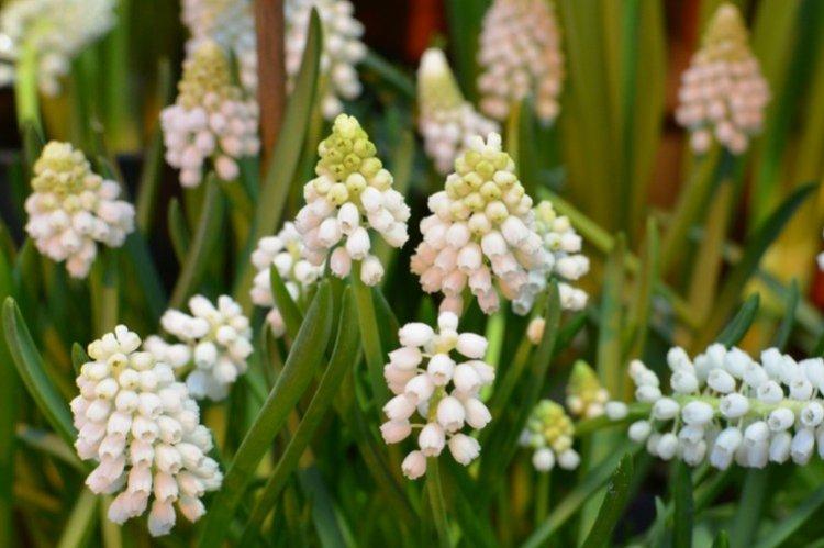 Muscari - foto Muscari - foto