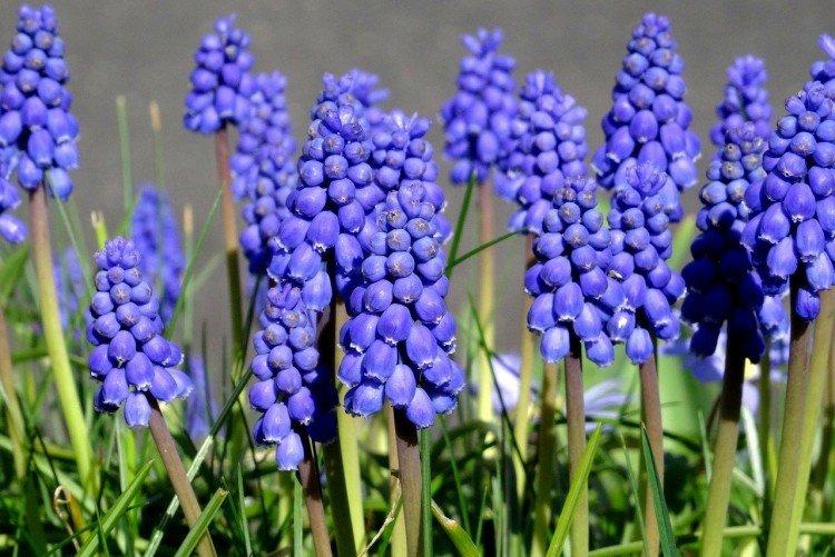 Muscari - foto Muscari - foto