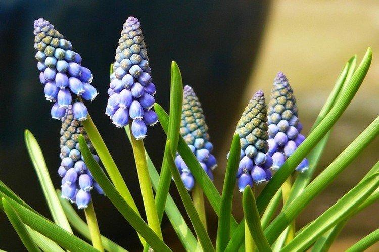 Muscari - foto Muscari - foto
