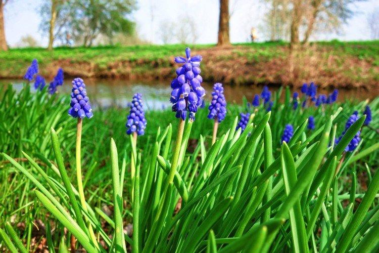 Muscari - foto Muscari - foto