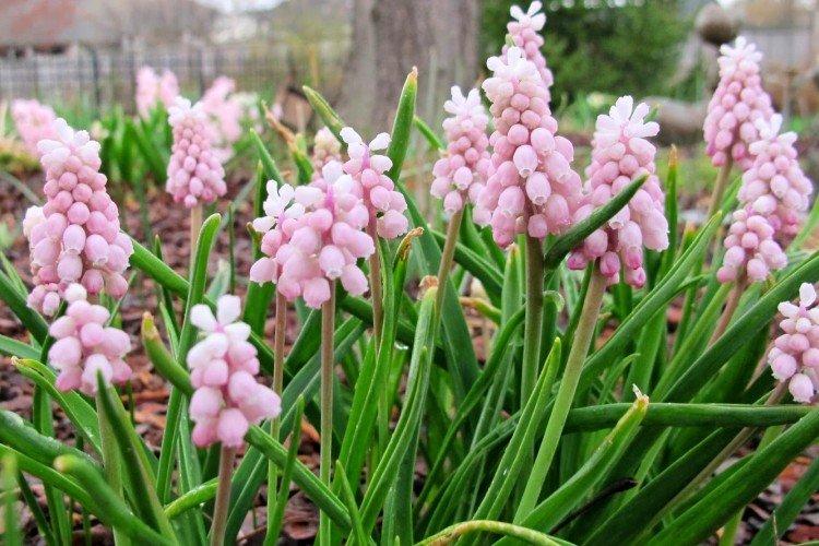 Muscari - foto Muscari - foto