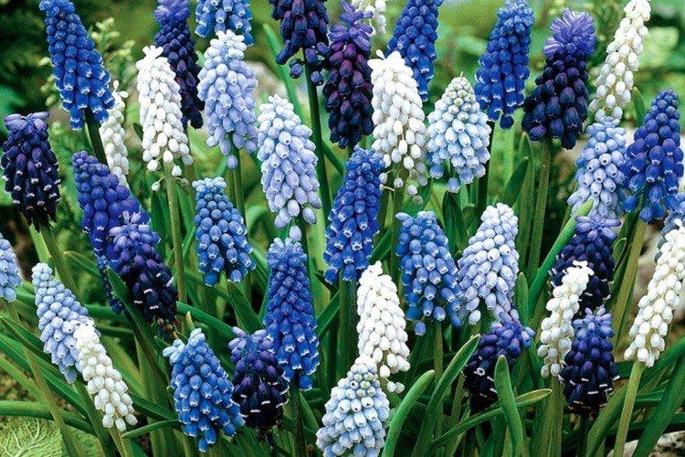 Muscari - foto Muscari - foto