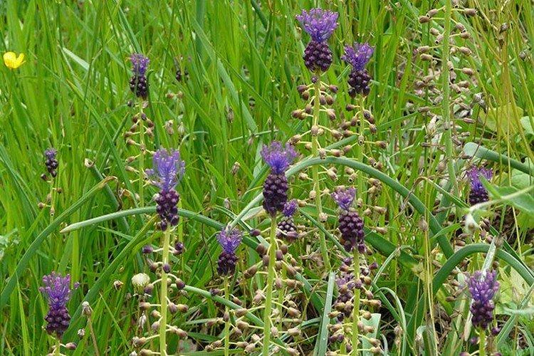 Muscari chocholatý Muscari chocholatý