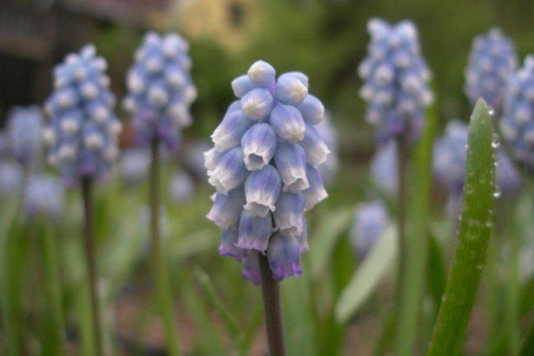 Bledé muscari Bledé muscari