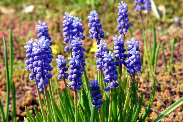 Muscari v tvare hrozna Muscari v tvare hrozna